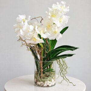 Orquideas vanda